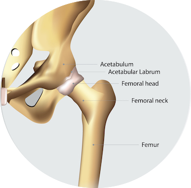 Bildliche Darstellung einer Seite des Hüftbeckens (Anatomie) mit entsprechenden lateinischen Begrifflichkeiten.