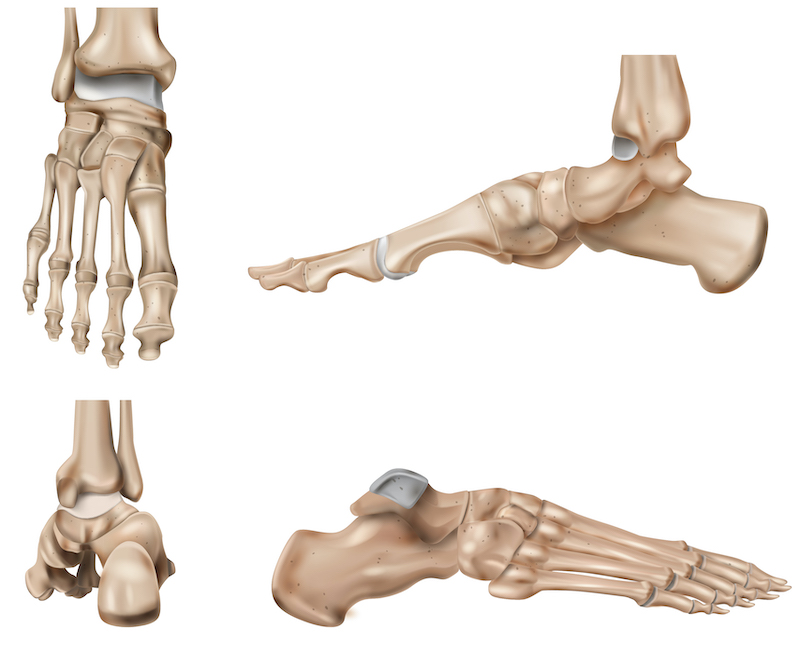 Anatomie des Fußes, zu sehen von vorne, von hinten und von der Seite.